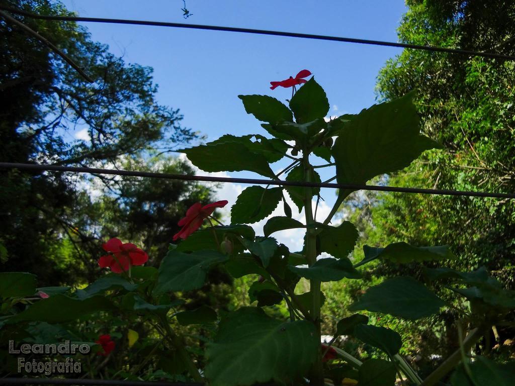 Pousada Passaredo Montanha Ibiúna Exteriér fotografie